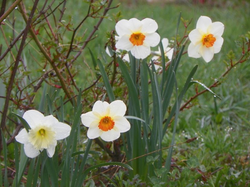 narcise Barrett Browning si Ice Follies - z-Dobarland 2019