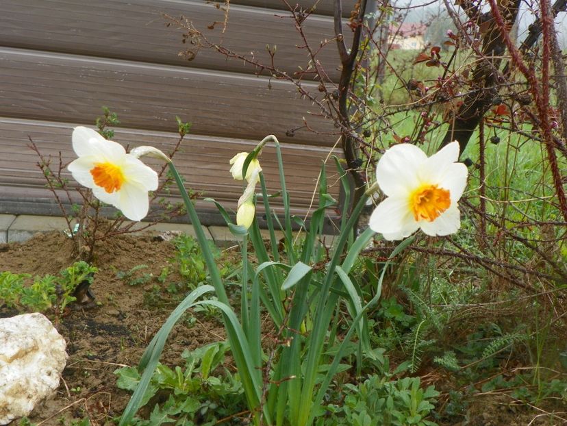 narcise Barrett Browning - z-Dobarland 2019