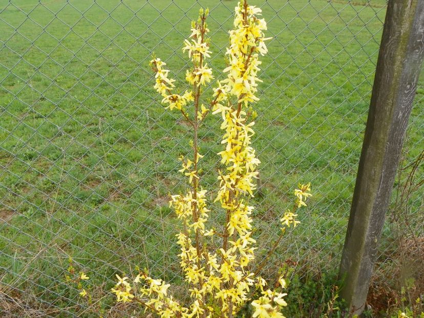 forsythia Lemon Supreme - z-Dobarland 2019