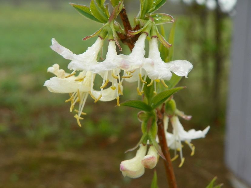 lonicera fragrantissima - z-Dobarland 2019