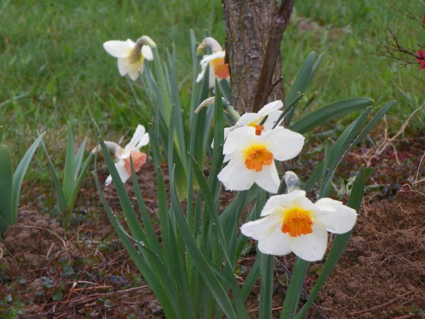 narcise Barrett Browning - z-Dobarland 2019