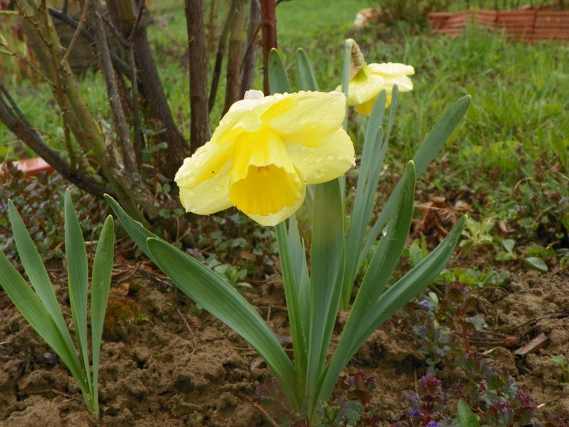 narcise Avalon - z-Dobarland 2019