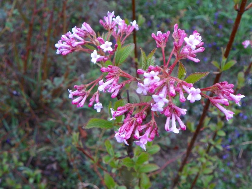 viburnum bodnantense Dawn - z-Dobarland 2019