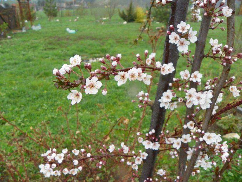 prunus cerasifera Trailblazer - z-Dobarland 2019