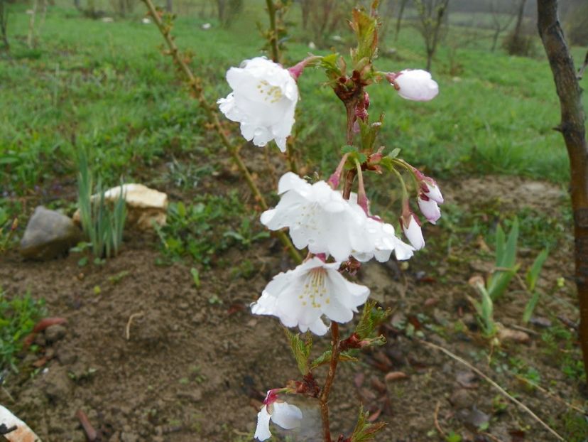 prunus nipponica Brilliant - z-Dobarland 2019