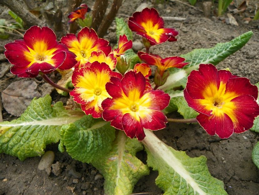 13 apr (2) - Primavara 2019