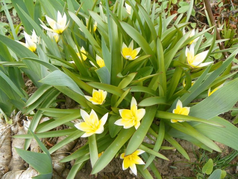 tulipa tarda - Primavara 2019