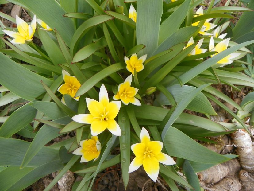 tulipa tarda - Primavara 2019