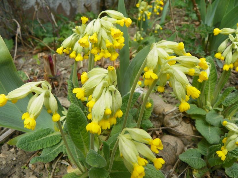 primula veris - Primavara 2019