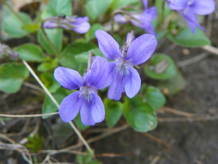 13 apr (22) - Primavara 2019