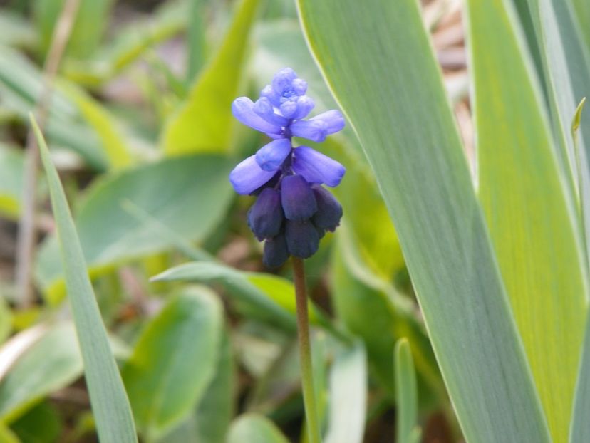 13 apr (24) - Primavara 2019