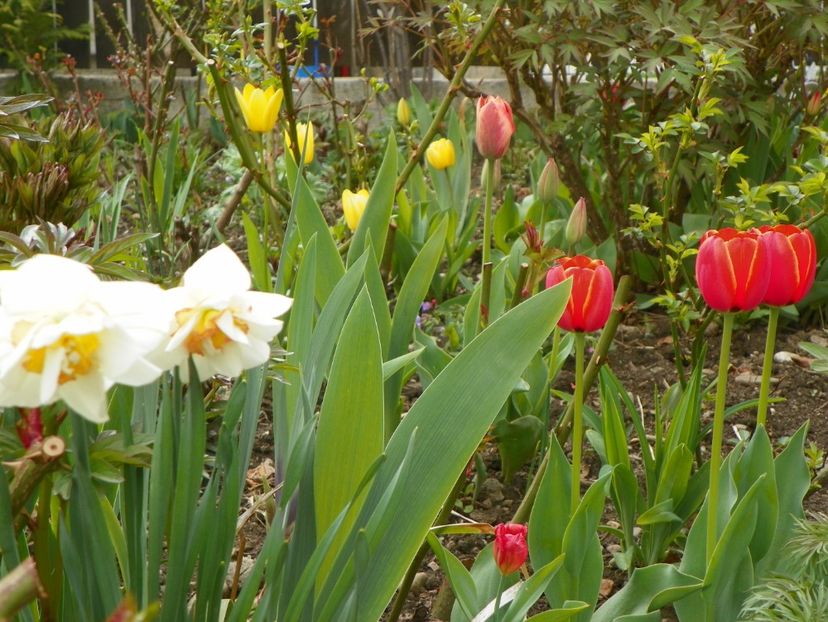 13 apr (27) - Primavara 2019