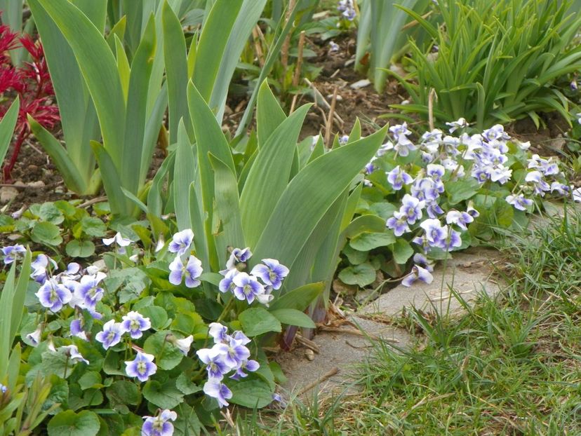 13 apr (28) - Primavara 2019