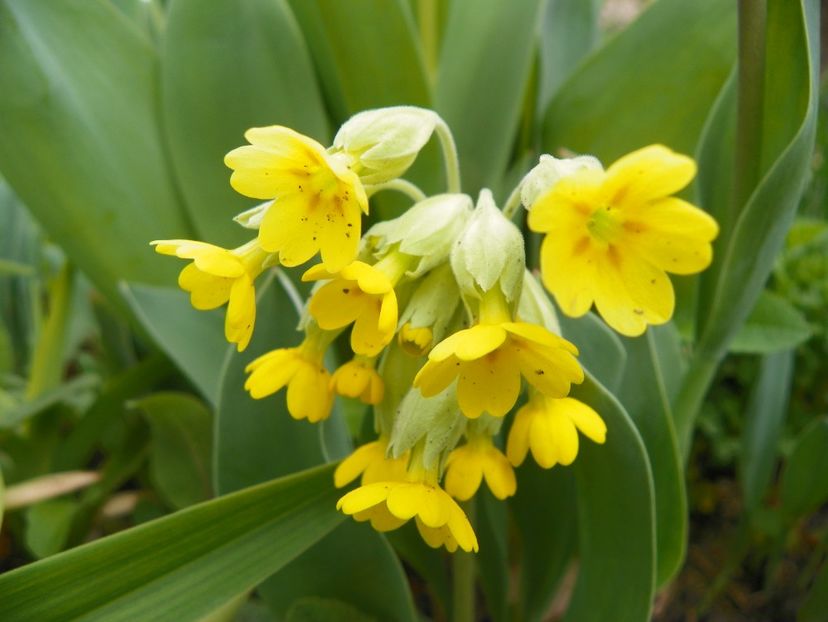 primula elatior - Primavara 2019