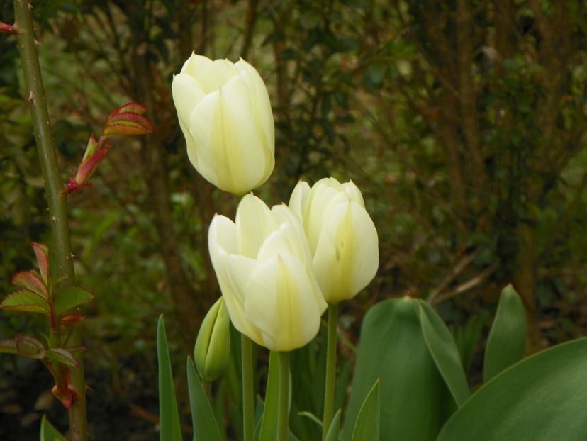 13 apr (39) - Primavara 2019