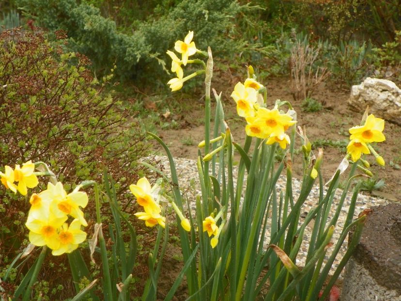 narcise Suzy - z-Dobarland 2019