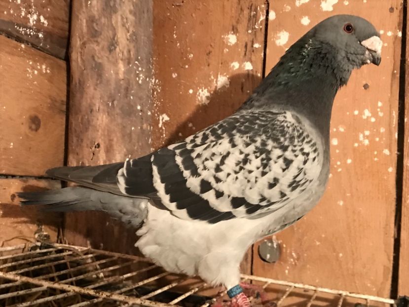 Mascul - 1-standard matca 2019