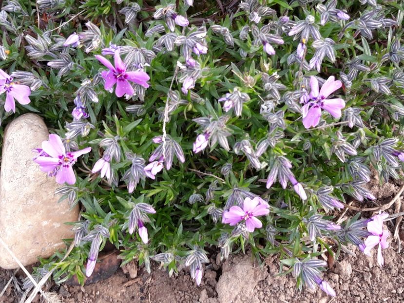  - Primavara 2019-2022