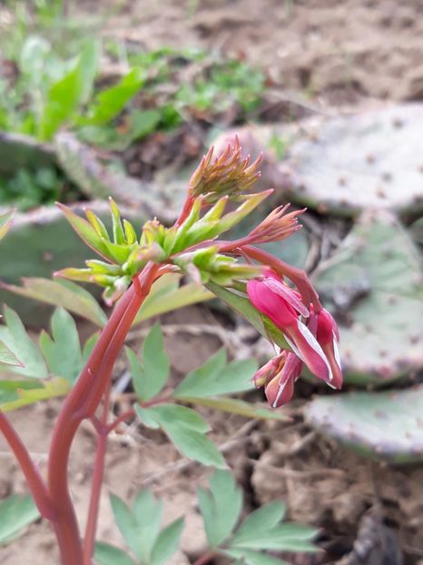  - Primavara 2019-2022