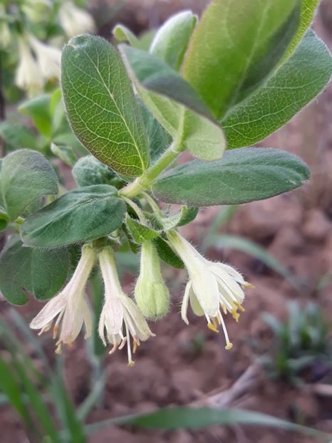  - Primavara 2019-2022