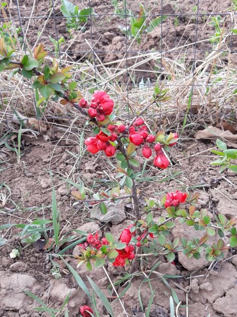  - Primavara 2019-2022