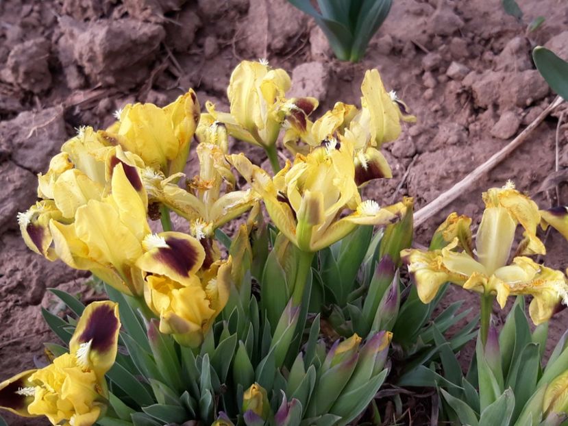  - Primavara 2019-2022