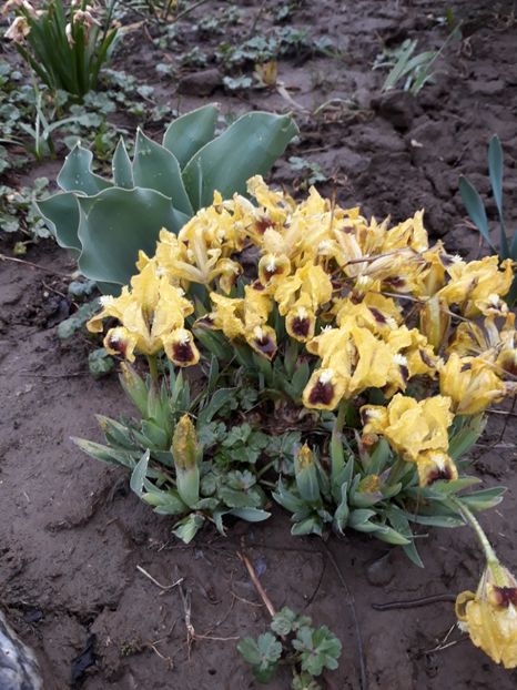  - Primavara 2019-2022