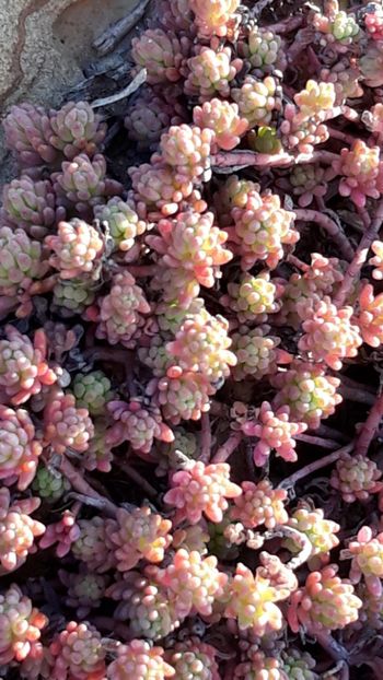  - Primavara 2019-2022