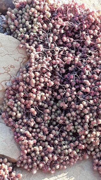  - Primavara 2019-2022