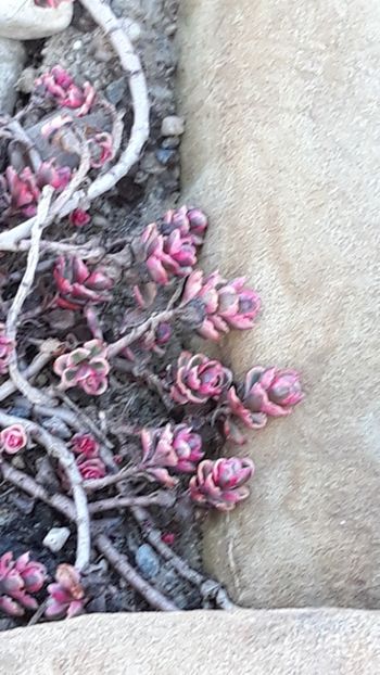  - Primavara 2019-2022