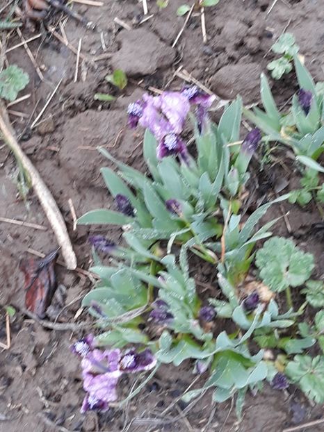  - Primavara 2019-2022