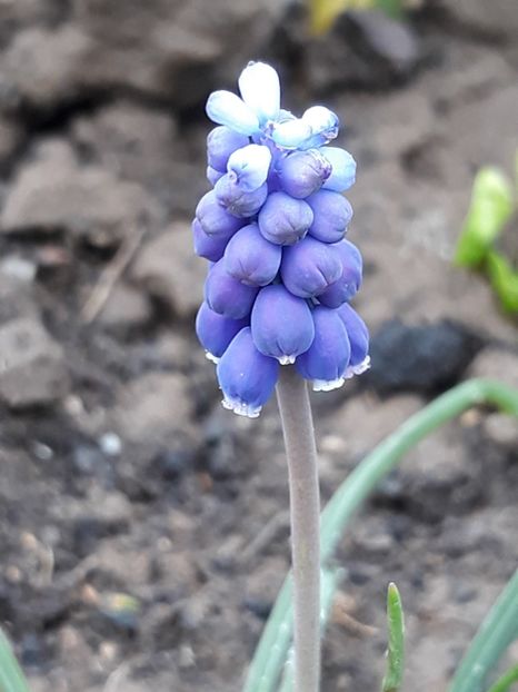  - Primavara 2019-2022