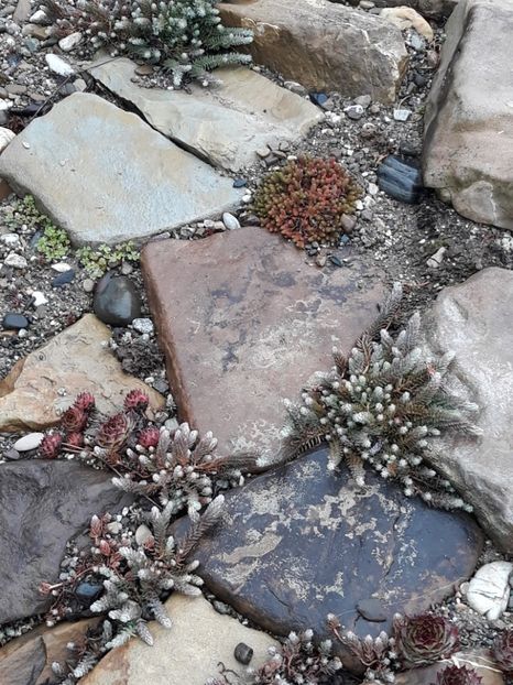  - Primavara 2019-2022