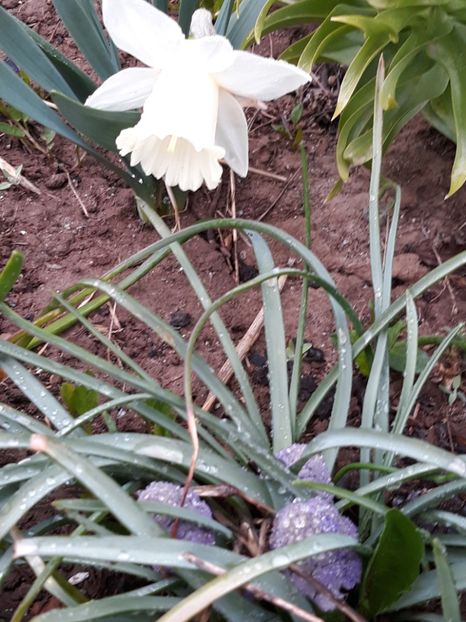  - Primavara 2019-2022