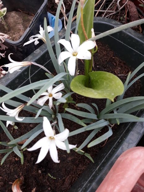  - Primavara 2019-2022