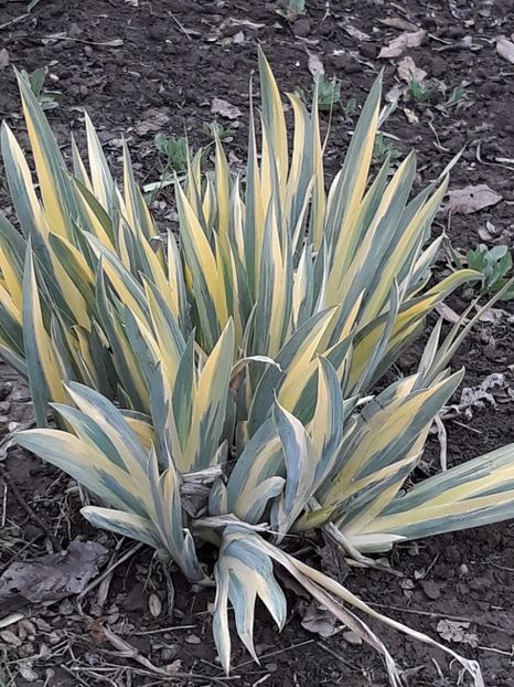  - Primavara 2019-2022