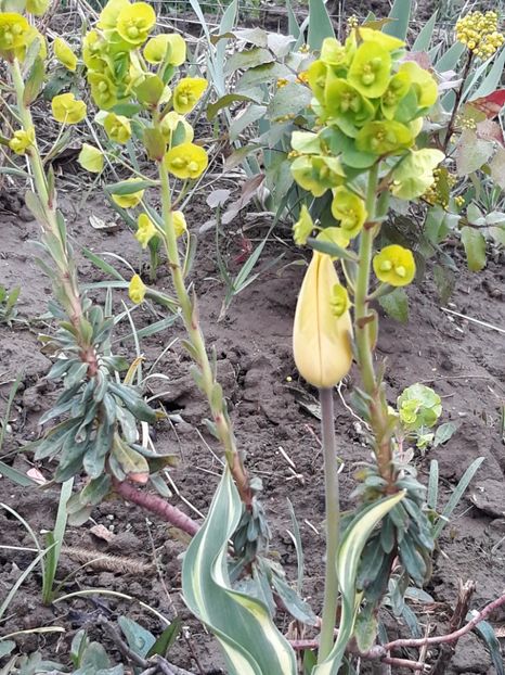  - Primavara 2019-2022