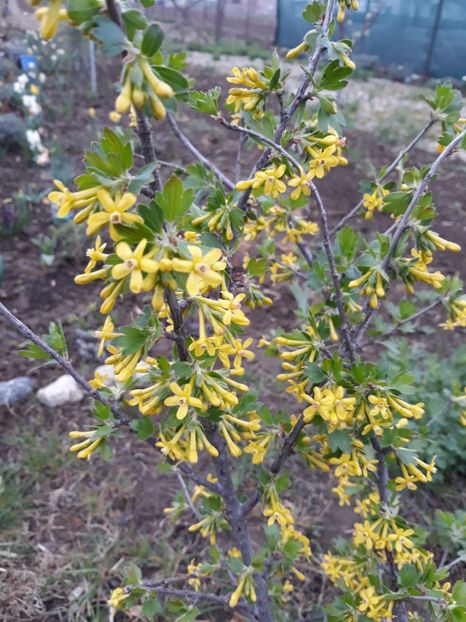  - Primavara 2019-2022