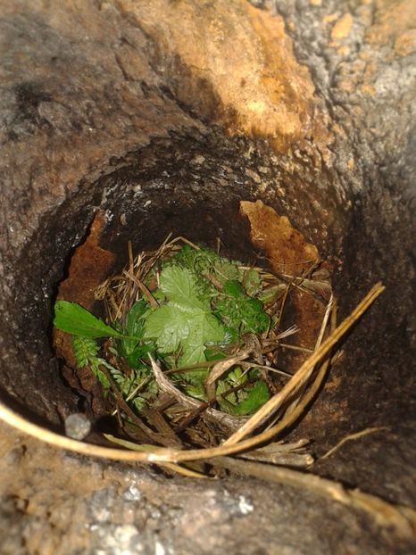  - AAAAAA_CUIB GRAURI 2018_2019_2020_2022_2023