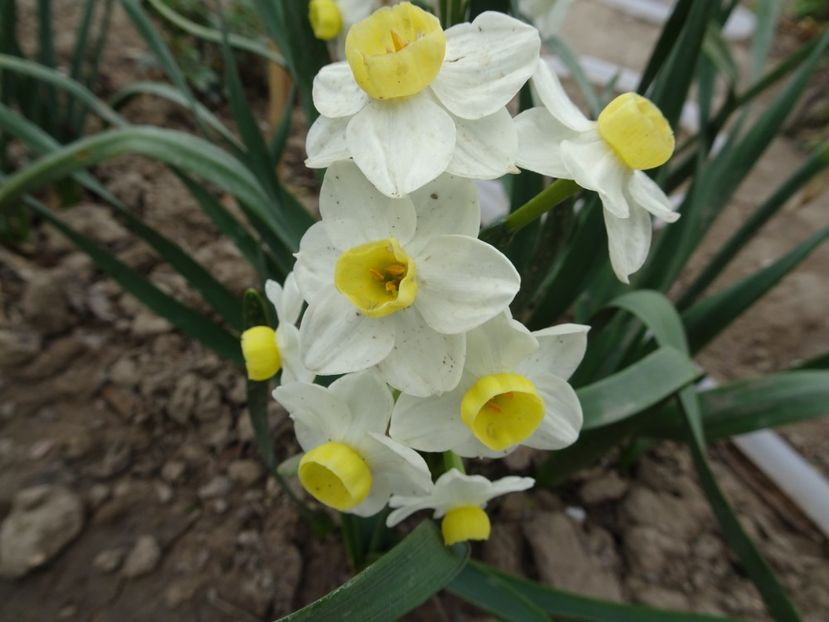  - FLORI DE PRIMAVARA