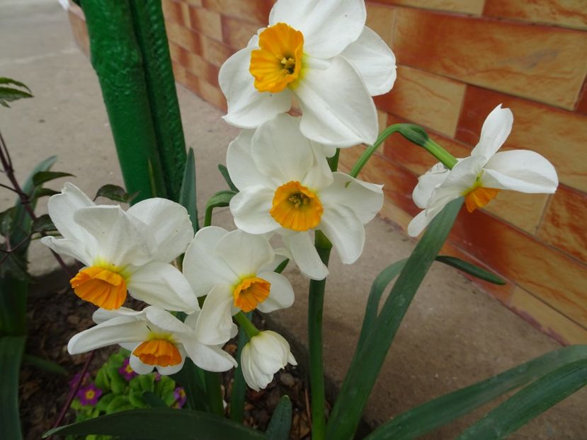  - FLORI DE PRIMAVARA