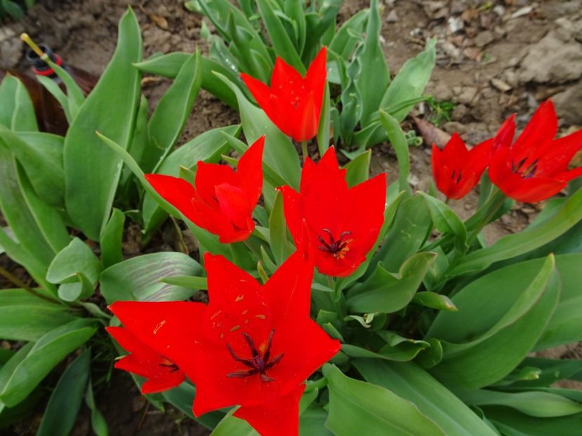  - FLORI DE PRIMAVARA