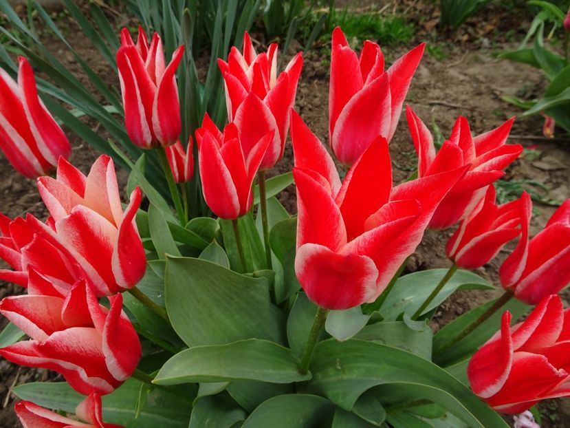  - FLORI DE PRIMAVARA