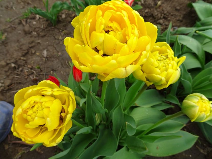  - FLORI DE PRIMAVARA