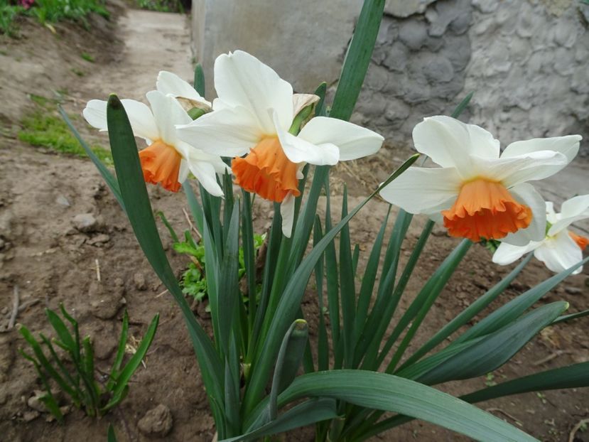  - FLORI DE PRIMAVARA