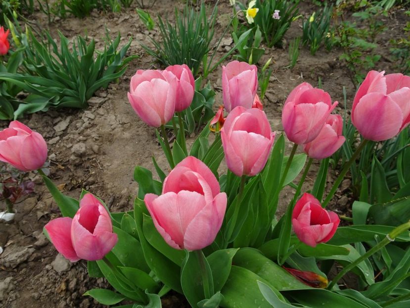  - FLORI DE PRIMAVARA