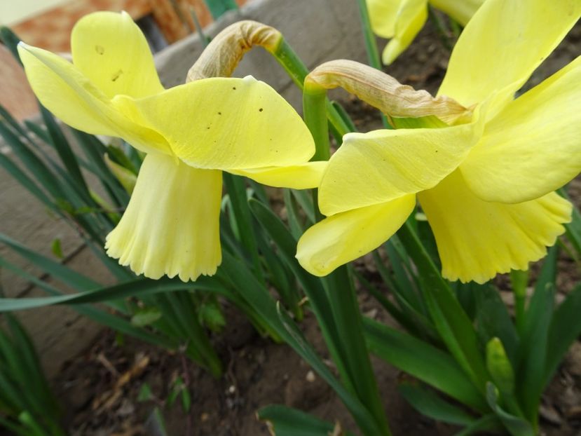  - FLORI DE PRIMAVARA