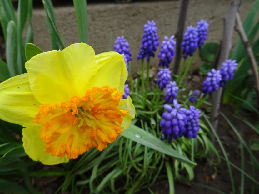  - FLORI DE PRIMAVARA