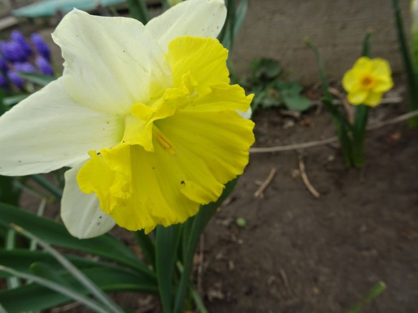  - FLORI DE PRIMAVARA