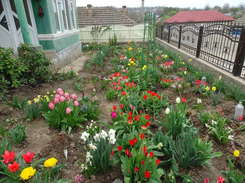  - FLORI DE PRIMAVARA